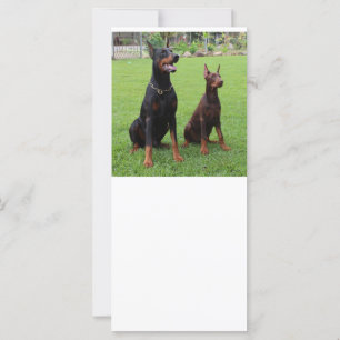 2 dobies