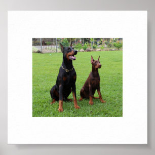 2 dobies.png poster