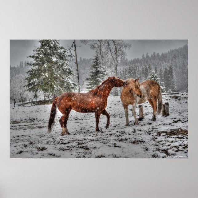 2 Friendly Ranch Horses, Dun, Palomino Paint Photo Poster (Front)