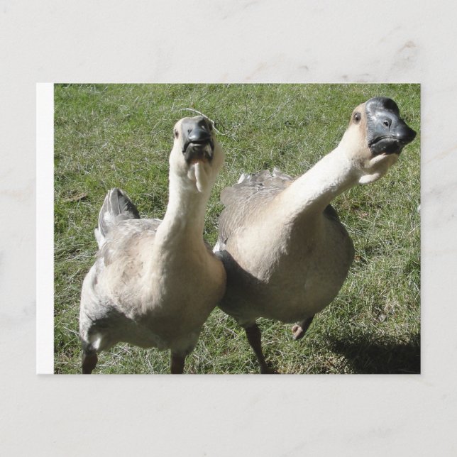 2 geese a honking postcard (Front)