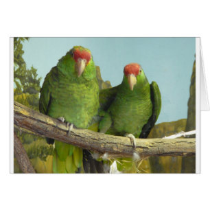2 green parrots