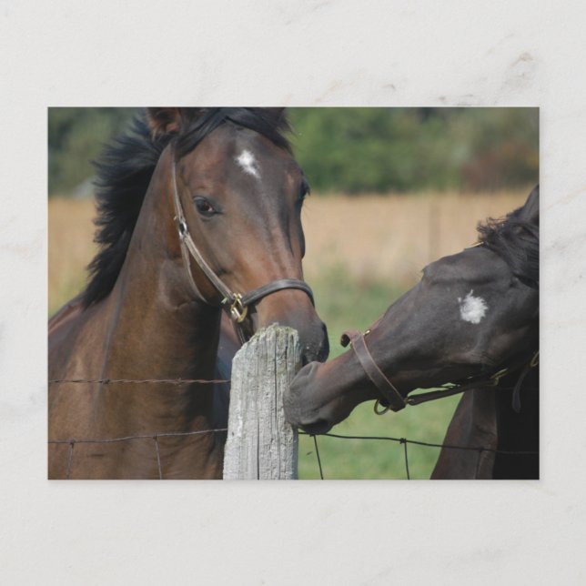 2 Horses Chewing a Fence Post Postcard (Front)