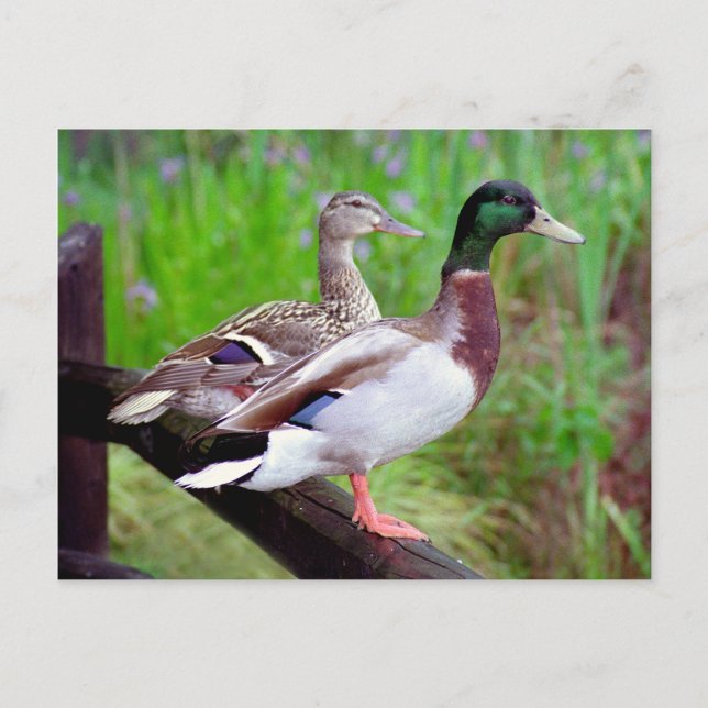 2 Mallards On a Fence Postcard (Front)