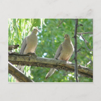 2 morning doves postcard