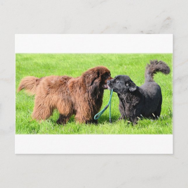 2 newfies.png postcard (Front)