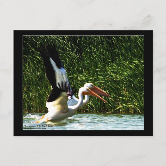 2 Pelicans Postcard (Front)