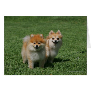 2 Pomeranians Looking at Camera