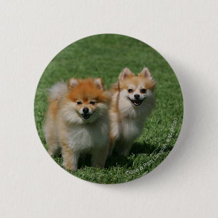 2 Pomeranians Looking at Camera 6 Cm Round Badge