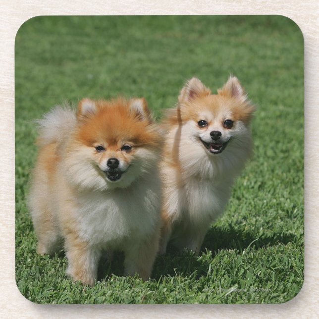 2 Pomeranians Looking at Camera Coaster (Front)