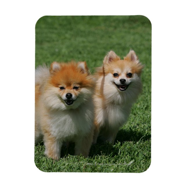 2 Pomeranians Looking at Camera Magnet (Vertical)