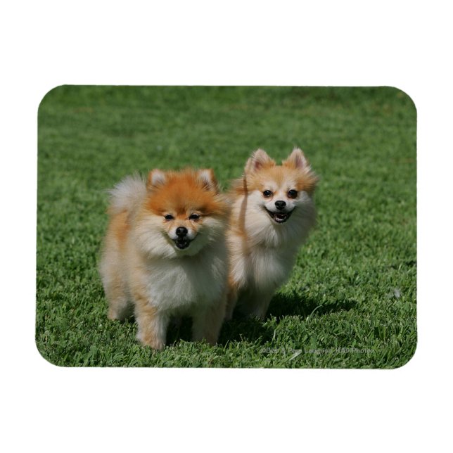 2 Pomeranians Looking at Camera Magnet (Horizontal)