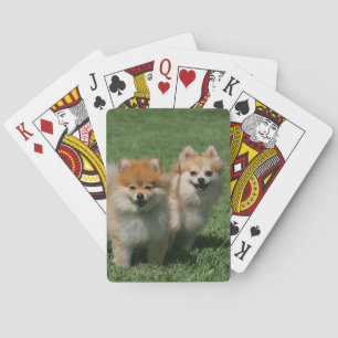 2 Pomeranians Looking at Camera Playing Cards