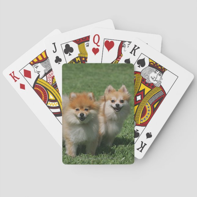 2 Pomeranians Looking at Camera Playing Cards (Back)