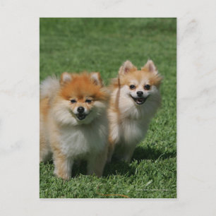 2 Pomeranians Looking at Camera Postcard