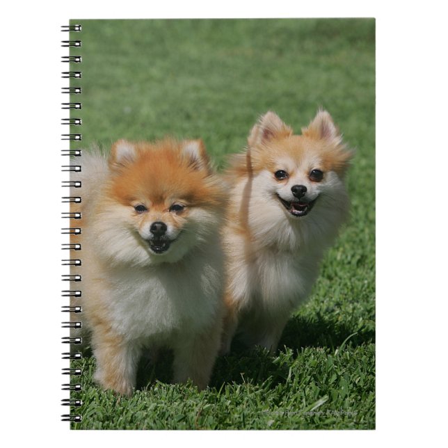 2 Pomeranians Looking at Camera Spiral Notebook (Front)