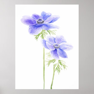 2 purple anemone in bloom poster
