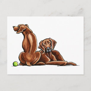 2 Rhodesian Ridgebacks Postcard