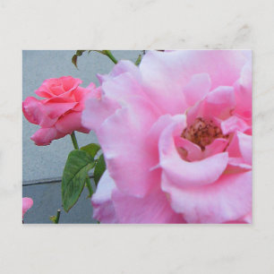 2 Roses Postcard