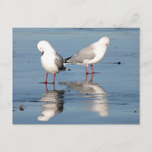 2 Seagulls on a Beach Postcard