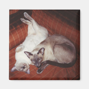 2 Siamese Cats: Tortie and Seal Point Magnet