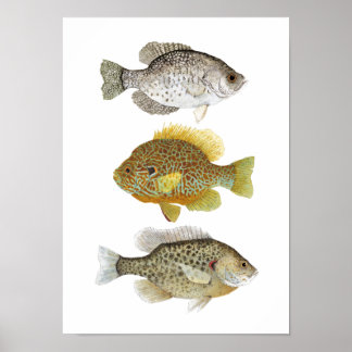 2 Sunfish & a Crappie Art Poster