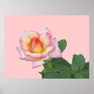 2-Tone Pink Rose Poster