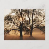 2 TREES SEPIA GOLD ORANGE