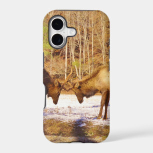2~ two Bull Elk in the snow