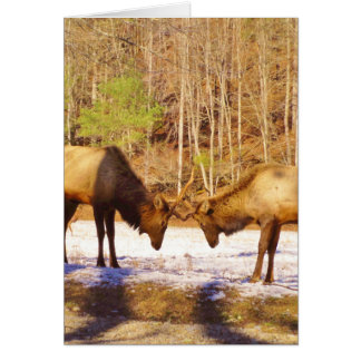 2~ two Bull Elk in the snow