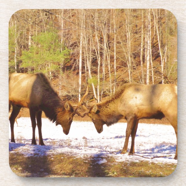2~ two Bull Elk in the snow Coaster (Front)
