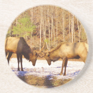 2~ two Bull Elk in the snow Coaster