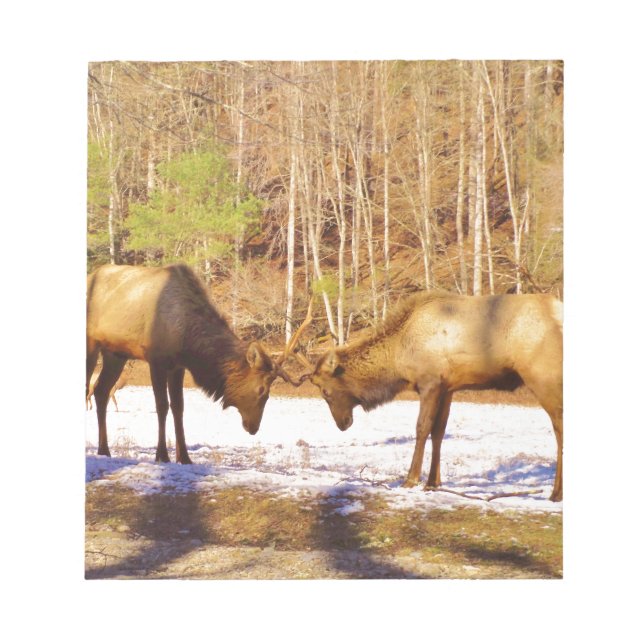2~ two Bull Elk in the snow Notepad (Front)