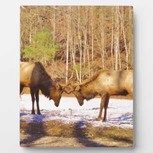 2~ two Bull Elk in the snow Plaque