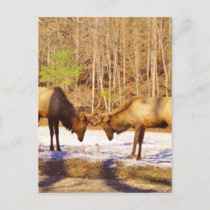 2~ two Bull Elk in the snow Postcard