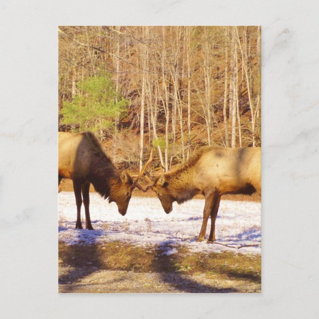 2~ two Bull Elk in the snow Postcard (Front)