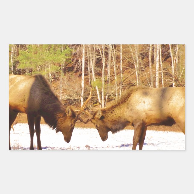2~ two Bull Elk in the snow Rectangular Sticker (Front)