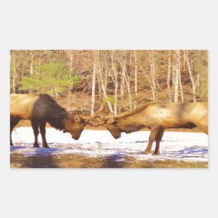2~ two Bull Elk in the snow Rectangular Sticker