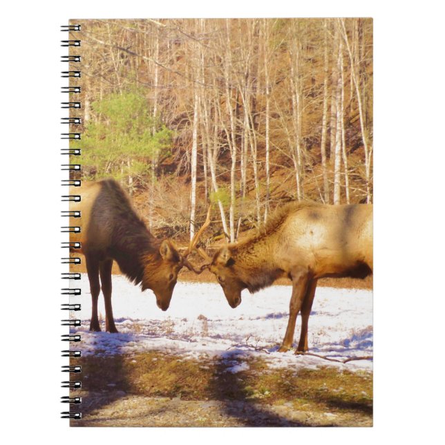 2~ two Bull Elk in the snow Spiral Notebook (Front)