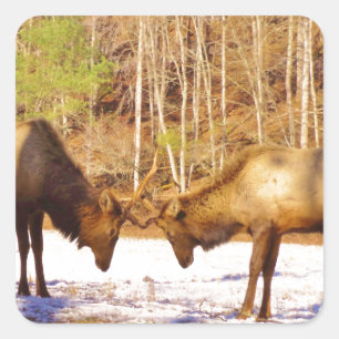 2~ two Bull Elk in the snow Square Sticker