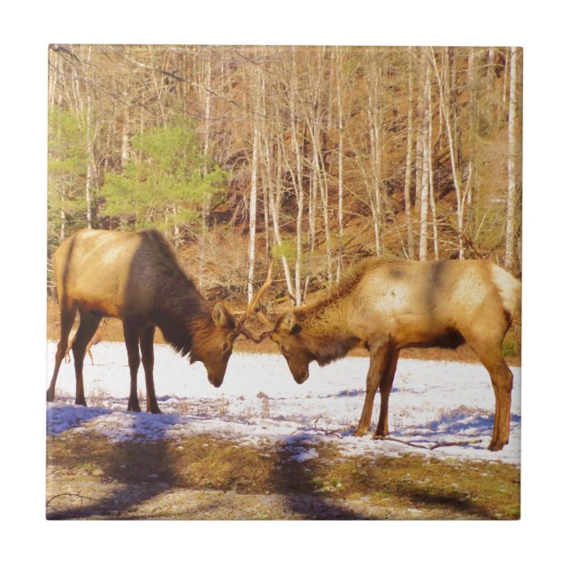 2~ two Bull Elk in the snow Tile (Front)