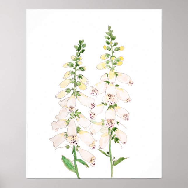 2 white foxgloves flowers blossom ink and watercol poster (Front)