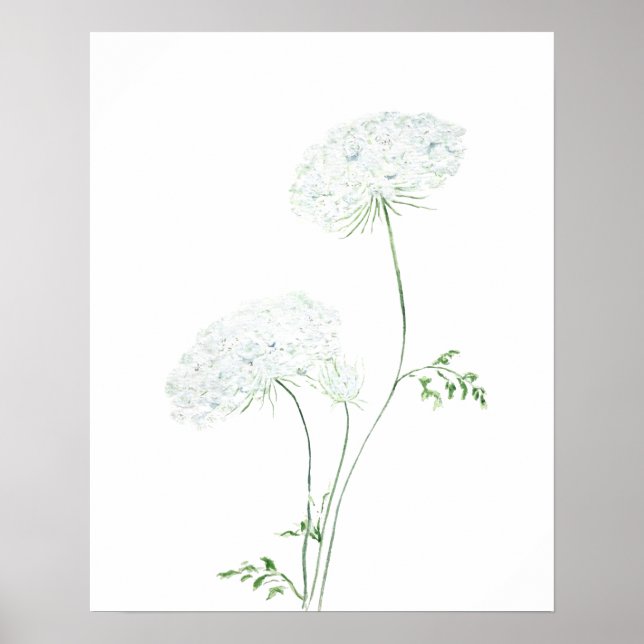 2 white Queen Ann Lace watercolor painting Poster (Front)