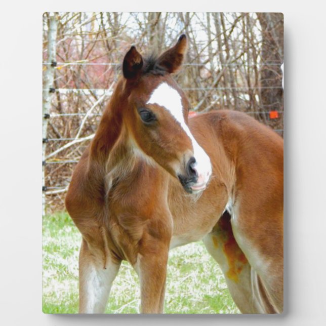 2CUTE HORSE FOAL BABY PONY PLAQUE (Front)