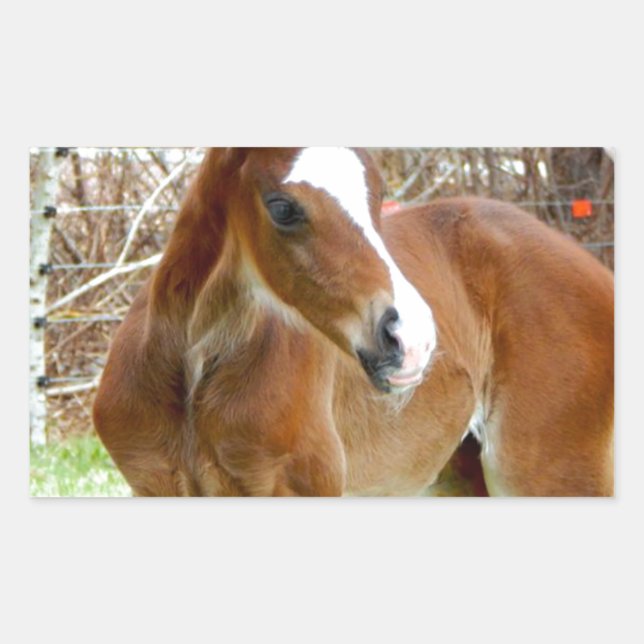 2CUTE HORSE FOAL BABY PONY RECTANGULAR STICKER (Front)