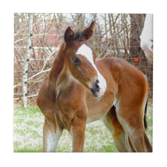 2CUTE HORSE FOAL BABY PONY TILE (Front)