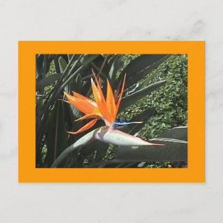 2nd Bird of Paradise Postcard