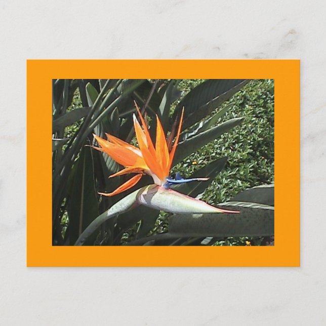 2nd Bird of Paradise Postcard (Front)