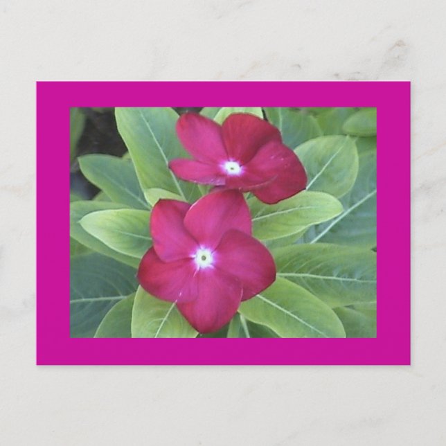 2nd Flower Postcard (Front)