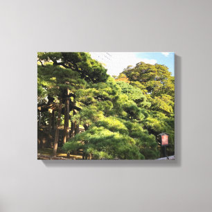 300 Year Old Pine Trees Canvas Print