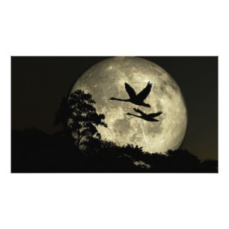 30 x 24 paper poster: "Swans in the Moonlig" image Photo Print